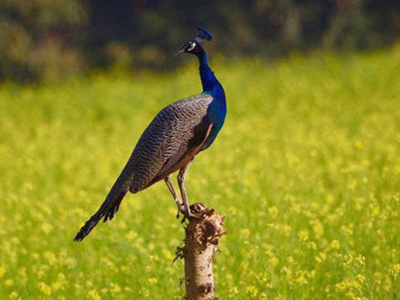 Bera - Rajasthan